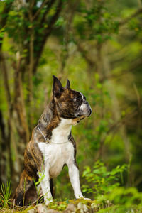 Close-up of dog outdoors