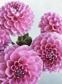 Close-up of pink dahlia flowers