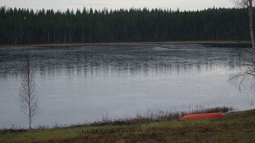 Scenic view of lake in forest