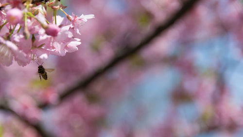 Close-up of bee pollinating on pink flower