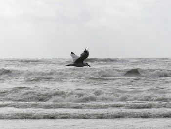 View of a horse in the sea