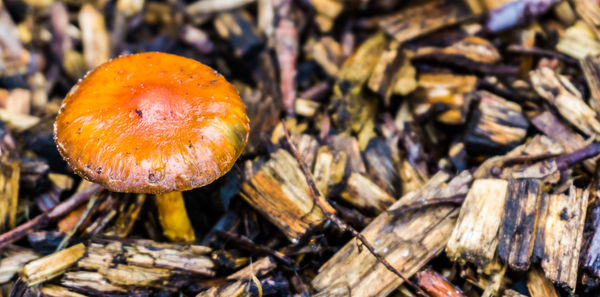 Close-up of mushroom growing on field