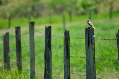 Bird perching on wooden post in field