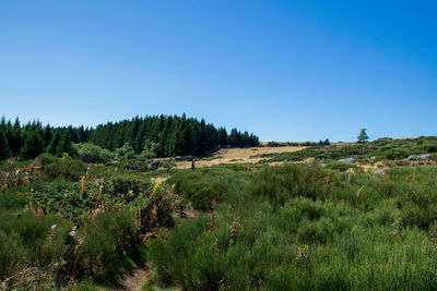 Hiking trail in auvergne landsape