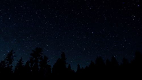 Silhouette trees against star field at night