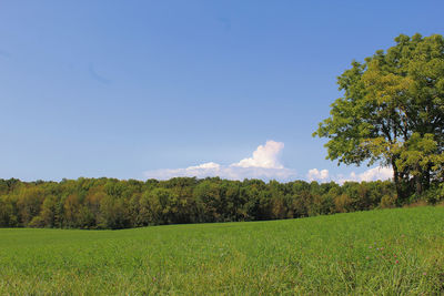 Trees on field against sky