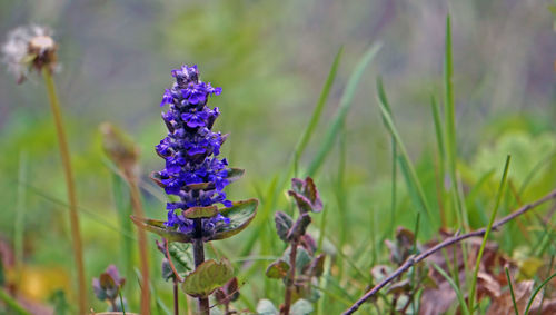 Close-up of purple flowering plants on field