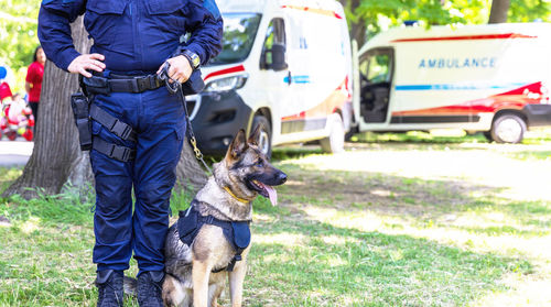 Police officer in uniform on duty with aged k9 canine german shepherd police dog