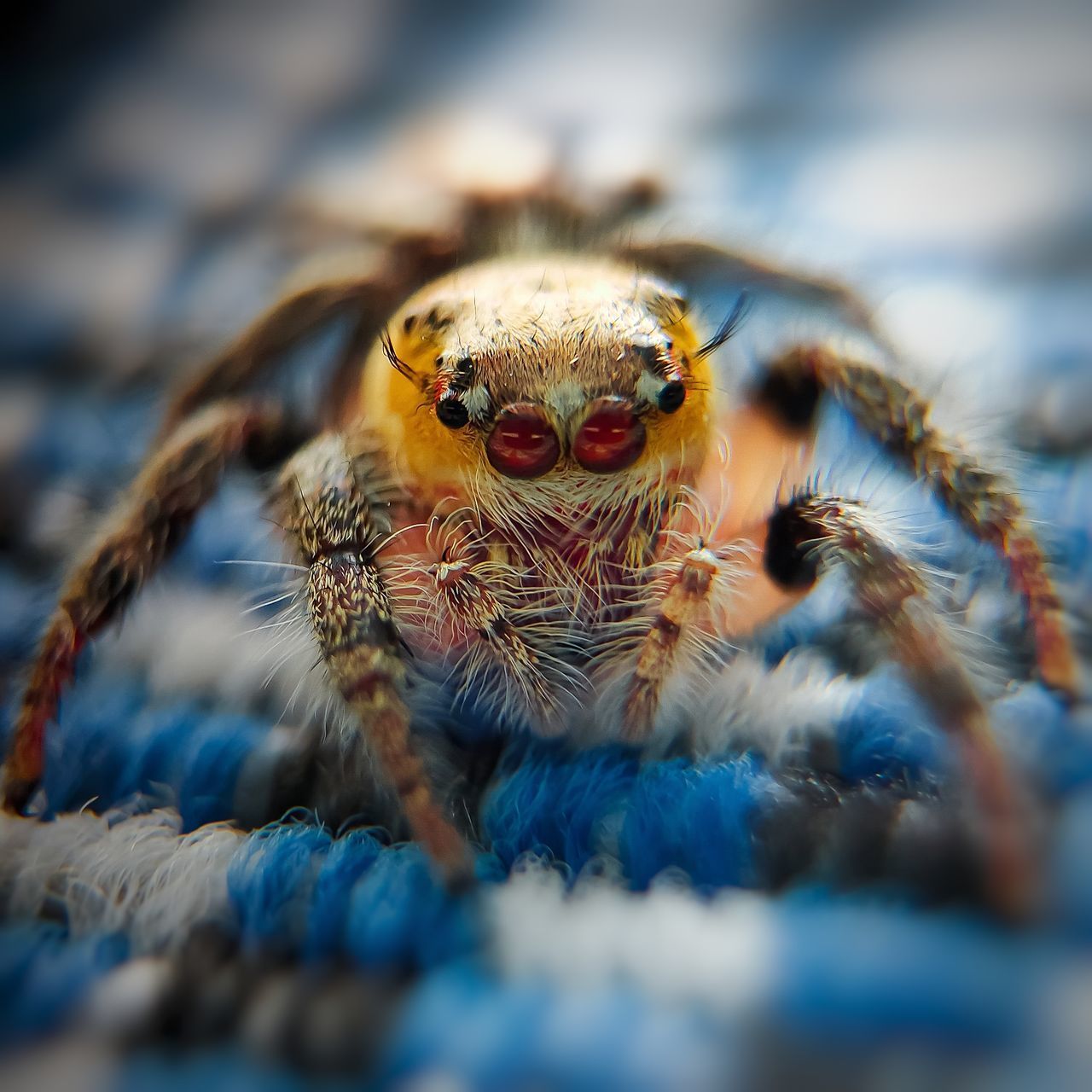 MACRO SHOT OF SPIDER ON WEB