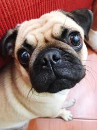 Close-up portrait of dog