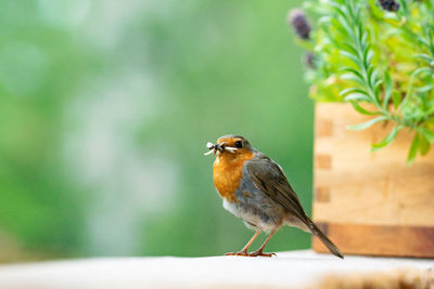 Close-up of bird perching on plant