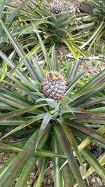 Close-up of plant