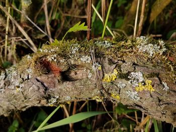 Close-up of insect on land
