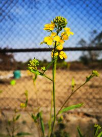 Close-up of yellow flowering plant on field