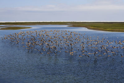 Birds in water against sky