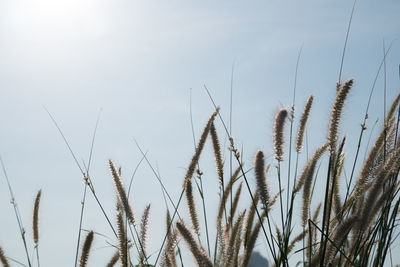 Low angle view of stalks in field against clear sky
