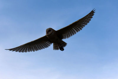 Low angle view of eagle flying in sky