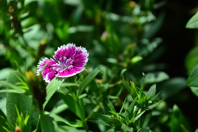 Close-up of pink flowers