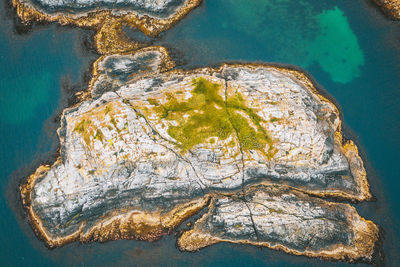 High angle view of starfish on rock