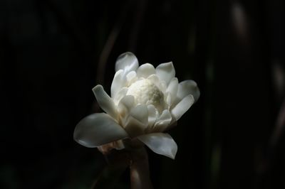 Close-up of white flower against black background