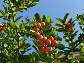 Low angle view of fruits on tree