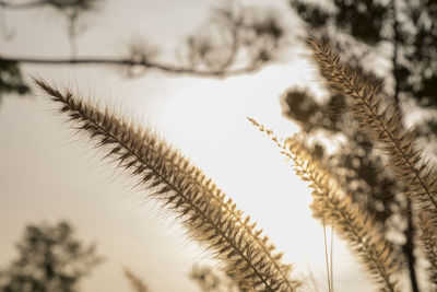 Grass flower under warm sunlight, morning light - image