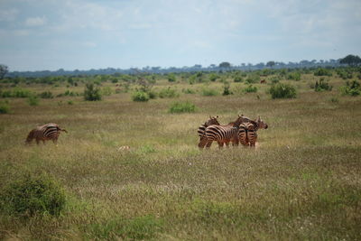 Horse in a field