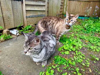 High angle view of cats relaxing