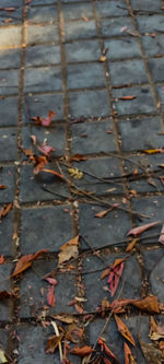 High angle view of dry leaves on footpath