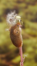 Close-up of dandelion flower