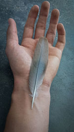 Close-up of hand holding feather against wall