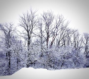 Bare trees on snow covered landscape