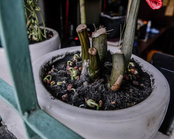 High angle view of potted plant