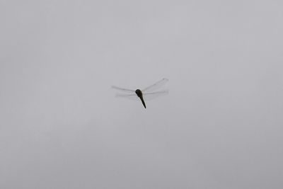 Low angle view of birds flying in sky