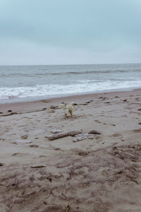 View of a dog on beach