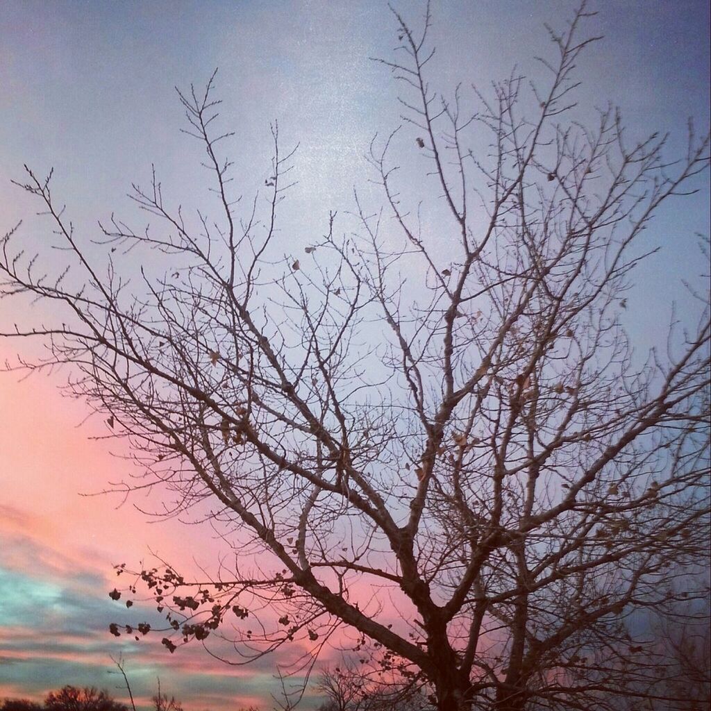 bare tree, tranquility, silhouette, branch, tree, sky, tranquil scene, scenics, beauty in nature, sunset, nature, low angle view, idyllic, dusk, cloud - sky, outdoors, no people, non-urban scene, cloud, majestic
