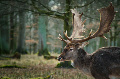 Deer in a forest