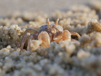 Close-up of crab on beach