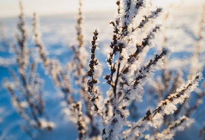 Close-up of plant against sky