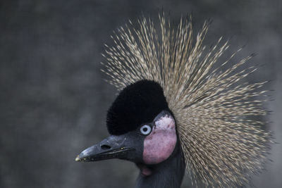 Close-up of grey crowned crane against wall