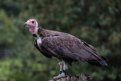 Close-up of a bird