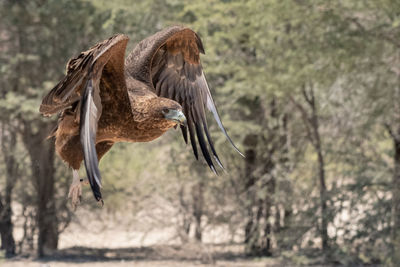 Close-up of eagle