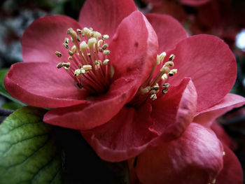 Close-up of pink rose flower