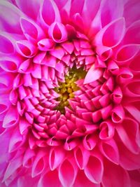 Close-up of pink flower blooming outdoors