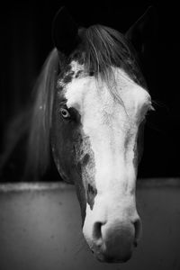 Close-up portrait of horse in stable