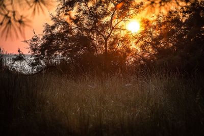 Silhouette of trees against sky at sunset