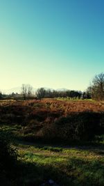 Scenic view of grassy field against clear sky