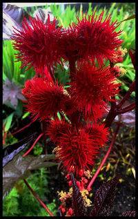 Close-up of red flowers