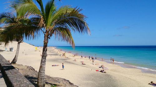 Palm trees on beach against sky