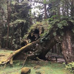 Trees in forest